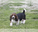 Small Photo #4 Basset Hound Puppy For Sale in MEMPHIS, MO, USA