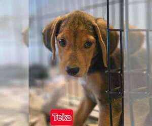 Labrador Retriever-Unknown Mix Dogs for adoption in Brewster, NY, USA
