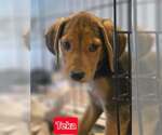 Small Labrador Retriever Mix