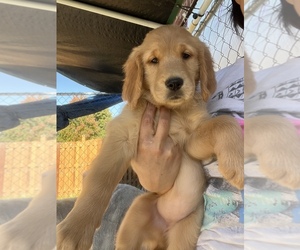 Golden Retriever Puppy for sale in HYATTSVILLE, MD, USA