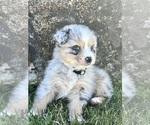 Small Photo #7 Australian Shepherd Puppy For Sale in BALDWIN, GA, USA