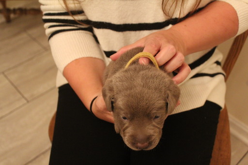 Medium Photo #3 Labrador Retriever Puppy For Sale in MANASSAS, VA, USA