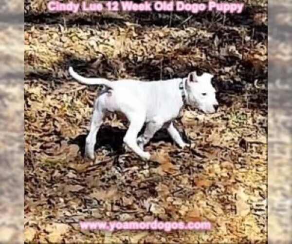 Medium Photo #152 Dogo Argentino Puppy For Sale in PINEVILLE, MO, USA