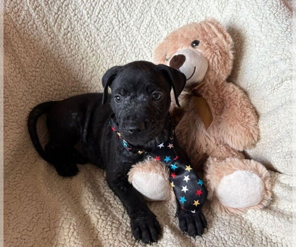 Medium Photo #2 American Staffordshire Terrier-Labrador Retriever Mix Puppy For Sale in Lakewood, CO, USA