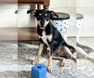 Chihuahua-Unknown Mix Dogs for adoption in San Leon, TX, USA