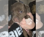 Puppy 3 American Staffordshire Terrier-Rottweiler Mix