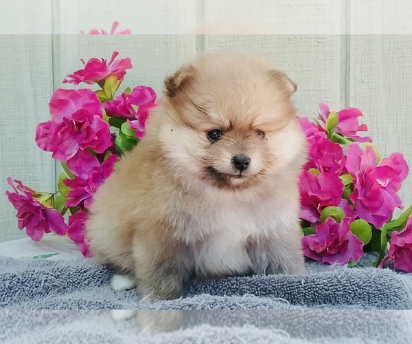 Medium Photo #3 Pomeranian Puppy For Sale in BEVERLY HILLS, CA, USA