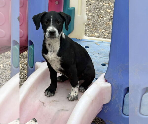 Medium Photo #2 Boxer-Unknown Mix Puppy For Sale in MIDWAY, UT, USA