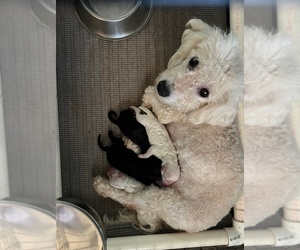 Poochon Puppy for sale in MONTICELLO, FL, USA