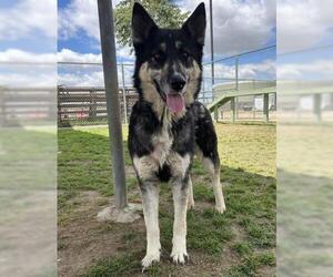 German Shepherd Dog Dogs for adoption in Bakersfield, CA, USA