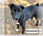 Small #4 Labrador Retriever Mix
