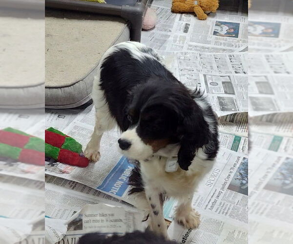 Medium Photo #2 Cavalier King Charles Spaniel Puppy For Sale in Mukwonago, WI, USA