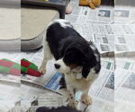 Small #1 Cavalier King Charles Spaniel