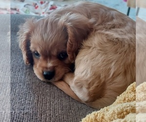 Cavalier King Charles Spaniel Puppy for Sale in BELVIDERE, Illinois USA