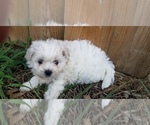 Small Photo #8 Zuchon Puppy For Sale in SHAWNEE, KS, USA