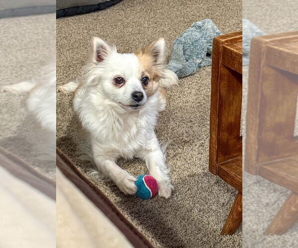 Medium Photo #4 Chiranian Puppy For Sale in Bellingham, WA, USA