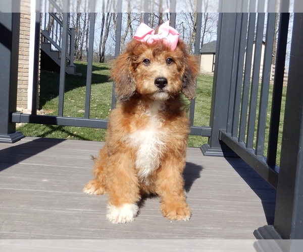 Medium Photo #6 Aussiedoodle Miniature  Puppy For Sale in MILLERSBURG, OH, USA