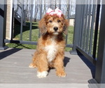 Small Photo #6 Aussiedoodle Miniature  Puppy For Sale in MILLERSBURG, OH, USA