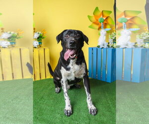 Biggie - Male Mutt Dog for Adoption - Photo #4