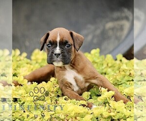 Boxer Puppy for sale in GORDONVILLE, PA, USA