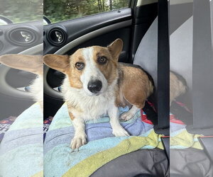 Lilac - Female Mutt Dog for Adoption - Photo #3