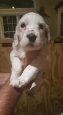 English Setter Puppy for sale in DENVER, PA, USA