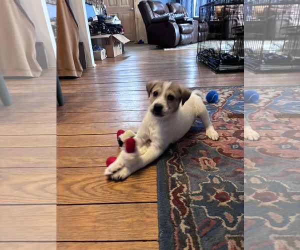 Medium Photo #3 Great Pyrenees-Unknown Mix Puppy For Sale in pomfret, CT, USA