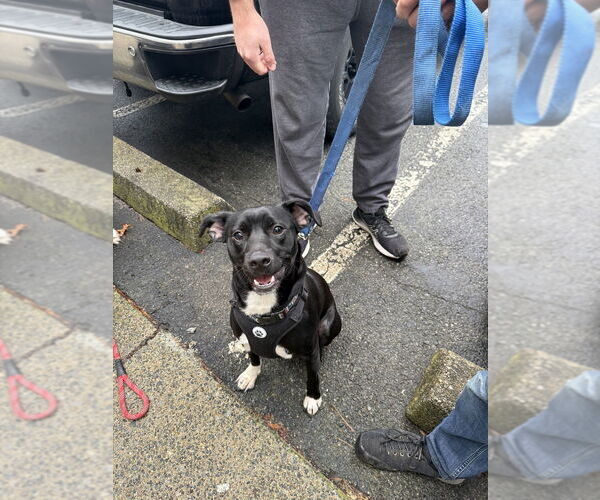 Medium Photo #5 Labrador Retriever Puppy For Sale in FRAMINGHAM, MA, USA