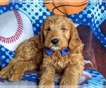 Small Photo #12 Goldendoodle (Miniature) Puppy For Sale in QUARRYVILLE, PA, USA