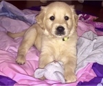 Small Photo #33 Golden Retriever Puppy For Sale in HIDDENITE, NC, USA