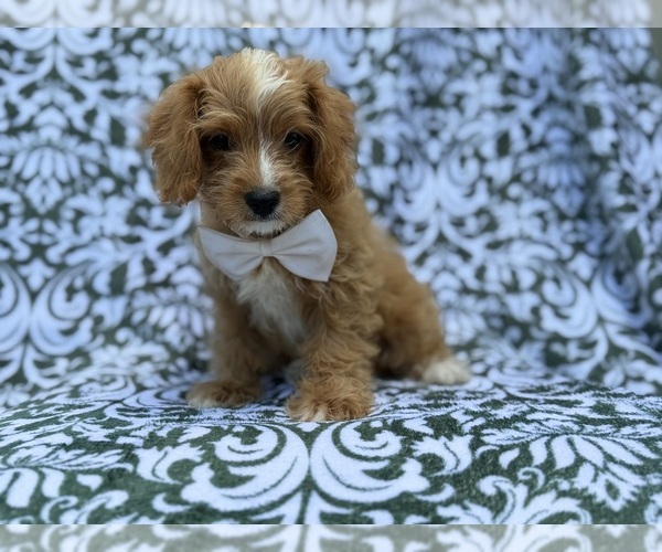 Medium Photo #2 Cavapoo (Miniature) Puppy For Sale in LAKELAND, FL, USA