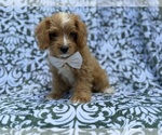 Moose - Male Cavapoo (Miniature) Puppy for Sale - Photo #2