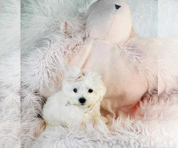 Medium Photo #13 Maltese Puppy For Sale in FORT LAUDERDALE, FL, USA