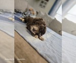 Small #5 Aussiedoodle