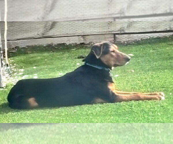 Medium Photo #6 German Shepherd Dog-Unknown Mix Puppy For Sale in Aurora, CO, USA