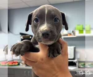 Mutt Dogs for adoption in Washington, DC, USA