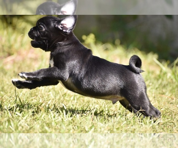 Medium Photo #9 Pug Puppy For Sale in PALM COAST, FL, USA