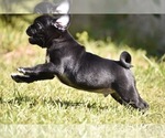 Scooby - Male Pug Puppy for Sale - Photo #9