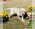 Puppy Honey Bee Labrador Retriever