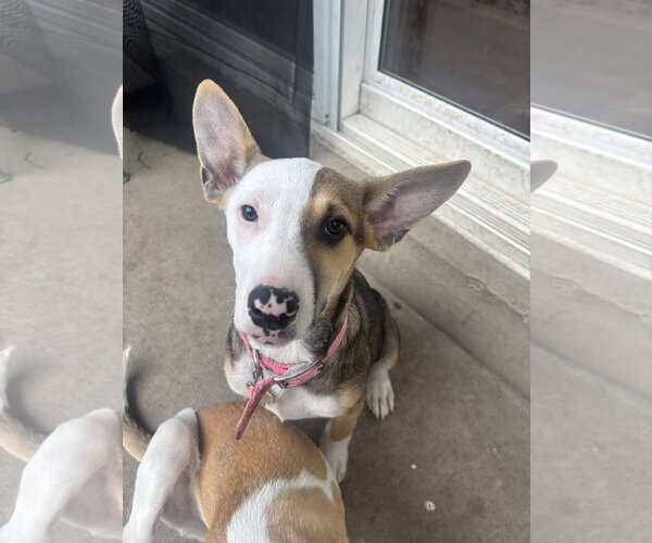 Medium Photo #2 American Pit Bull Terrier-Unknown Mix Puppy For Sale in Sandy, UT, USA