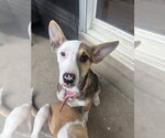 Small #1 American Pit Bull Terrier Mix