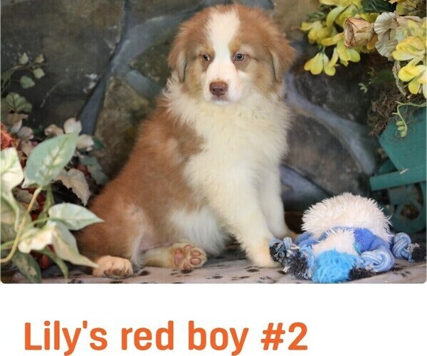 Medium Photo #5 Australian Shepherd Puppy For Sale in WESTFIELD, MA, USA