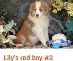 Small #4 Australian Shepherd