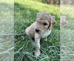 Small #2 Goldendoodle
