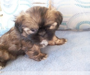 Shih Tzu Puppy for Sale in S ZANESVILLE, Ohio USA