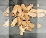Small Photo #6 Golden Retriever Puppy For Sale in LUGOFF, SC, USA