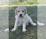 Small #13 Poodle (Standard)
