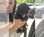 Small #1 Mutt