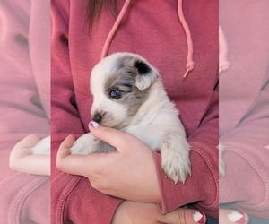Texas Heeler Puppy for sale in RUTHERFORDTON, NC, USA