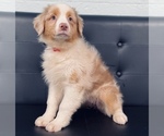 Small Photo #6 Australian Shepherd Puppy For Sale in CINCINNATI, OH, USA